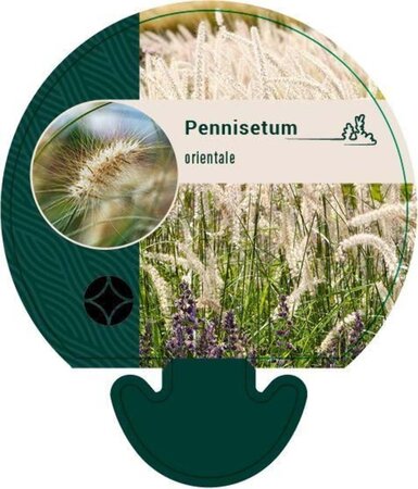 Pennisetum orientale geen maat specificatie 0,55L/P9cm - afbeelding 2