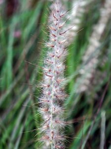 Pennisetum orientale geen maat specificatie 0,55L/P9cm - afbeelding 1