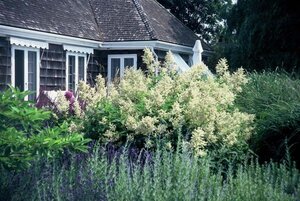 Persicaria polymorpha geen maat specificatie 0,55L/P9cm - afbeelding 2