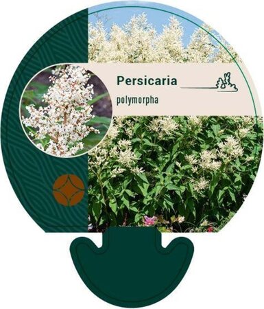 Persicaria polymorpha geen maat specificatie 0,55L/P9cm - afbeelding 5