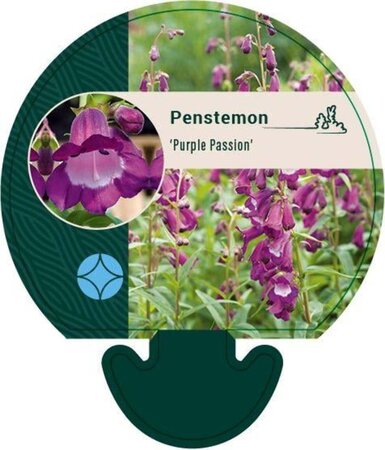 Penstemon 'Purple Passion' geen maat specificatie 0,55L/P9cm