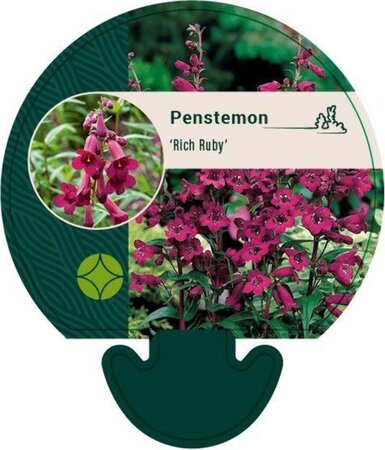 Penstemon 'Rich Ruby' geen maat specificatie 0,55L/P9cm