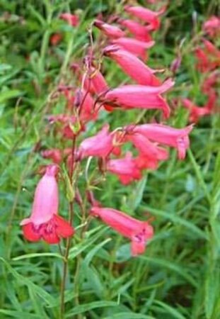 Penstemon 'Schoenholzeri' geen maat specificatie 0,55L/P9cm - afbeelding 4