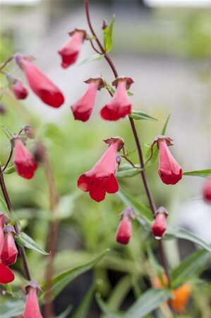 Penstemon 'Schoenholzeri' geen maat specificatie 0,55L/P9cm - afbeelding 1