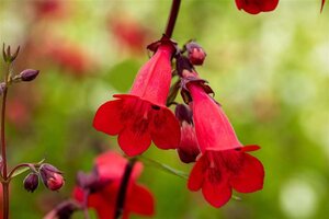 Penstemon 'Schoenholzeri' geen maat specificatie 0,55L/P9cm - afbeelding 2