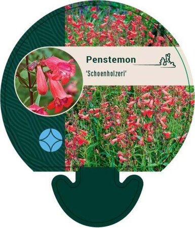 Penstemon 'Schoenholzeri' geen maat specificatie 0,55L/P9cm - afbeelding 3