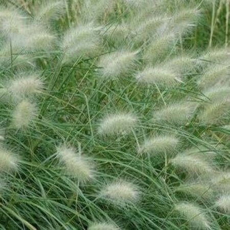 Pennisetum villosum geen maat specificatie 0,55L/P9cm - afbeelding 4