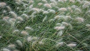 Pennisetum villosum geen maat specificatie 0,55L/P9cm - afbeelding 1