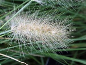 Pennisetum villosum geen maat specificatie 0,55L/P9cm - afbeelding 2