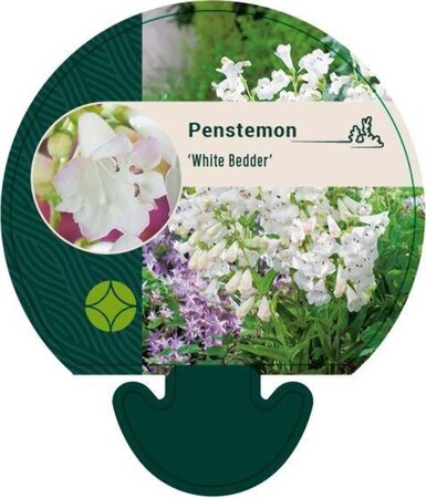 Penstemon 'White Bedder' geen maat specificatie 0,55L/P9cm