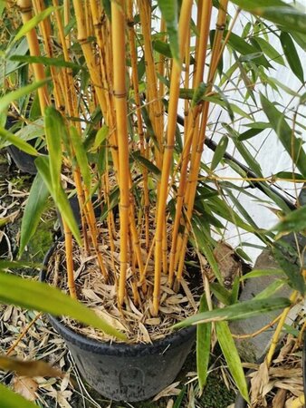 Phyllostachys aureos. 'Aureocaulis' 150-175 cm cont. 10L - afbeelding 1