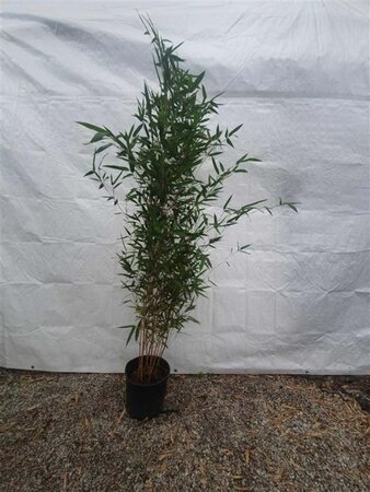 Phyllostachys aureos. 'Aureocaulis' 150-175 cm cont. 10L - afbeelding 2