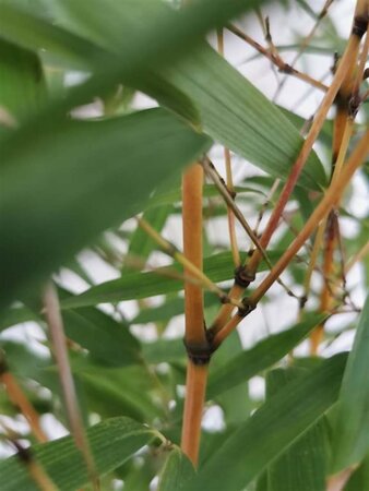 Phyllostachys aureos. 'Aureocaulis' 150-175 cm cont. 10L - afbeelding 3