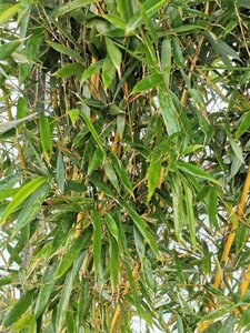 Phyllostachys aureos. 'Aureocaulis' 150-175 cm cont. 10L - afbeelding 5