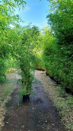 Phyllostachys aureos. 'Aureocaulis' 300-400 cm cont. 30L