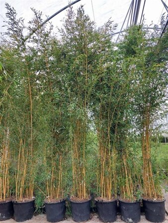 Phyllostachys aureos. 'Aureocaulis' 400-450 cm cont. 70L