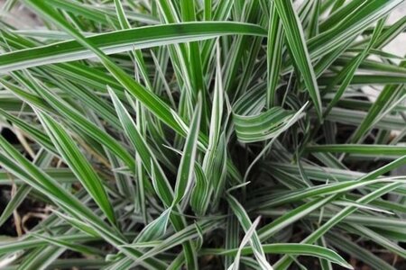 Phalaris arund. 'Dwarf Garters' geen maat specificatie 0,55L/P9cm - afbeelding 1