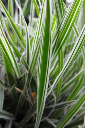 Phalaris arund. 'Dwarf Garters' geen maat specificatie 0,55L/P9cm - afbeelding 2