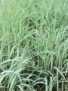 Phalaris arund. 'Feesey' geen maat specificatie 0,55L/P9cm