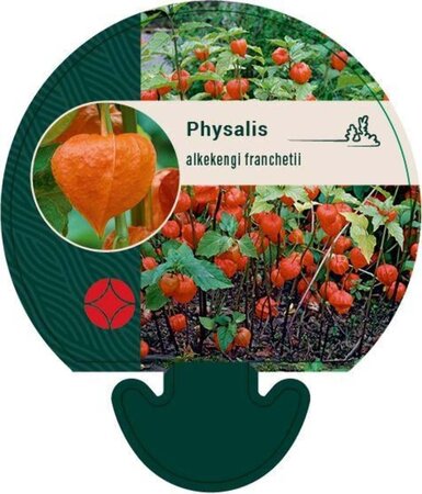 Physalis alkekengi franchetii geen maat specificatie 0,55L/P9cm - afbeelding 1