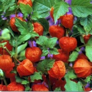 Physalis alkekengi franchetii geen maat specificatie 0,55L/P9cm - afbeelding 2