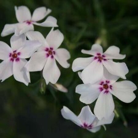 Phlox (S) 'Amazing Grace' geen maat specificatie 0,55L/P9cm - afbeelding 1