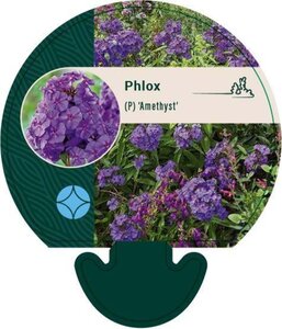 Phlox (P) 'Amethyst' geen maat specificatie 0,55L/P9cm - afbeelding 2