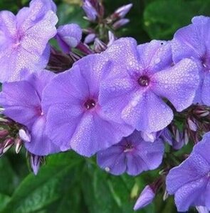 Phlox (P) 'Amethyst' geen maat specificatie 0,55L/P9cm - afbeelding 1