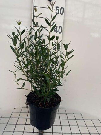 Phillyrea angustifolia 40-50 cm cont. 3,0L