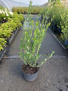 Phillyrea angustifolia 60-80 cm cont. 7,5L - afbeelding 2