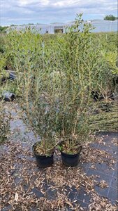 Phillyrea angustifolia 60-80 cm cont. 7,5L - afbeelding 1