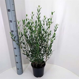 Phillyrea angustifolia 60-80 cm cont. 7,5L - afbeelding 3