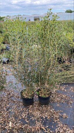 Phillyrea angustifolia 80-100 cm cont. 7,5L