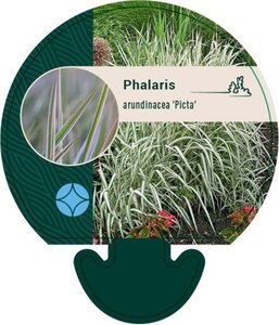 Phalaris arund. 'Picta' geen maat specificatie 0,55L/P9cm - afbeelding 3