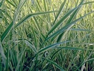 Phalaris arund. 'Picta' geen maat specificatie 0,55L/P9cm - afbeelding 1