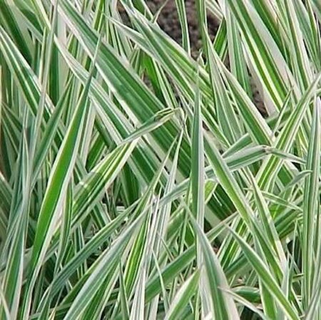 Phalaris arund. 'Picta' geen maat specificatie 0,55L/P9cm - afbeelding 4