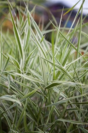 Phalaris arundinacea geen maat specificatie 0,55L/P9cm - afbeelding 2