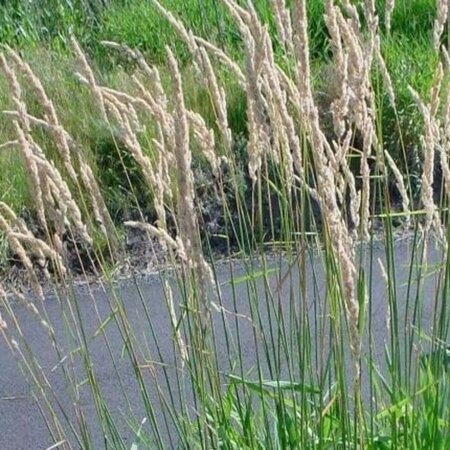 Phalaris arundinacea geen maat specificatie 0,55L/P9cm