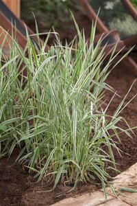 Phalaris arundinacea geen maat specificatie 0,55L/P9cm - afbeelding 3