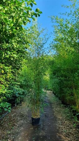 Phyllostachys aureos. 'Spectabilis' 400-500 cm cont. 30L