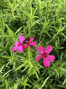 Phlox (S) 'Atropurpurea' geen maat specificatie 0,55L/P9cm - afbeelding 1