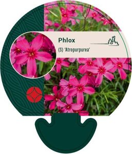 Phlox (S) 'Atropurpurea' geen maat specificatie 0,55L/P9cm - afbeelding 4