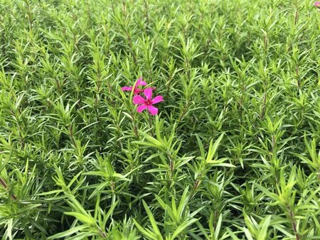 Phlox (S) 'Atropurpurea' geen maat specificatie 0,55L/P9cm - afbeelding 2