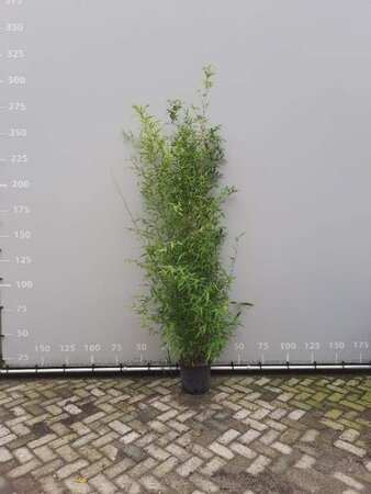 Phyllostachys aurea 200-250 cm cont. 18L - afbeelding 1