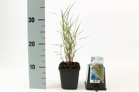 Phragmites australis geen maat specificatie 0,55L/P9cm - afbeelding 4