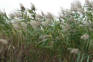 Phragmites australis geen maat specificatie 0,55L/P9cm - afbeelding 1