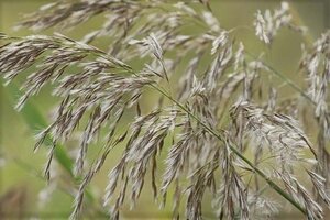 Phragmites australis geen maat specificatie 0,55L/P9cm - afbeelding 2