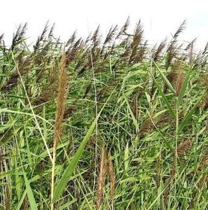 Phragmites australis geen maat specificatie 0,55L/P9cm - afbeelding 5