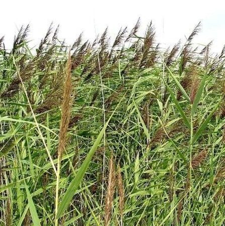 Phragmites australis geen maat specificatie 0,55L/P9cm - image 5