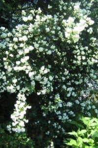 Philadelphus 'Bouquet Blanc' 50-60 cm cont. 3,0L - afbeelding 1